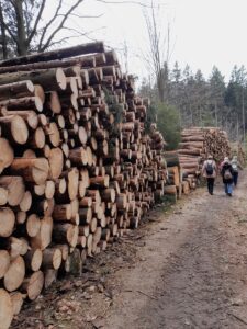 Pořezané kmeny smrků lemují lesní cestu